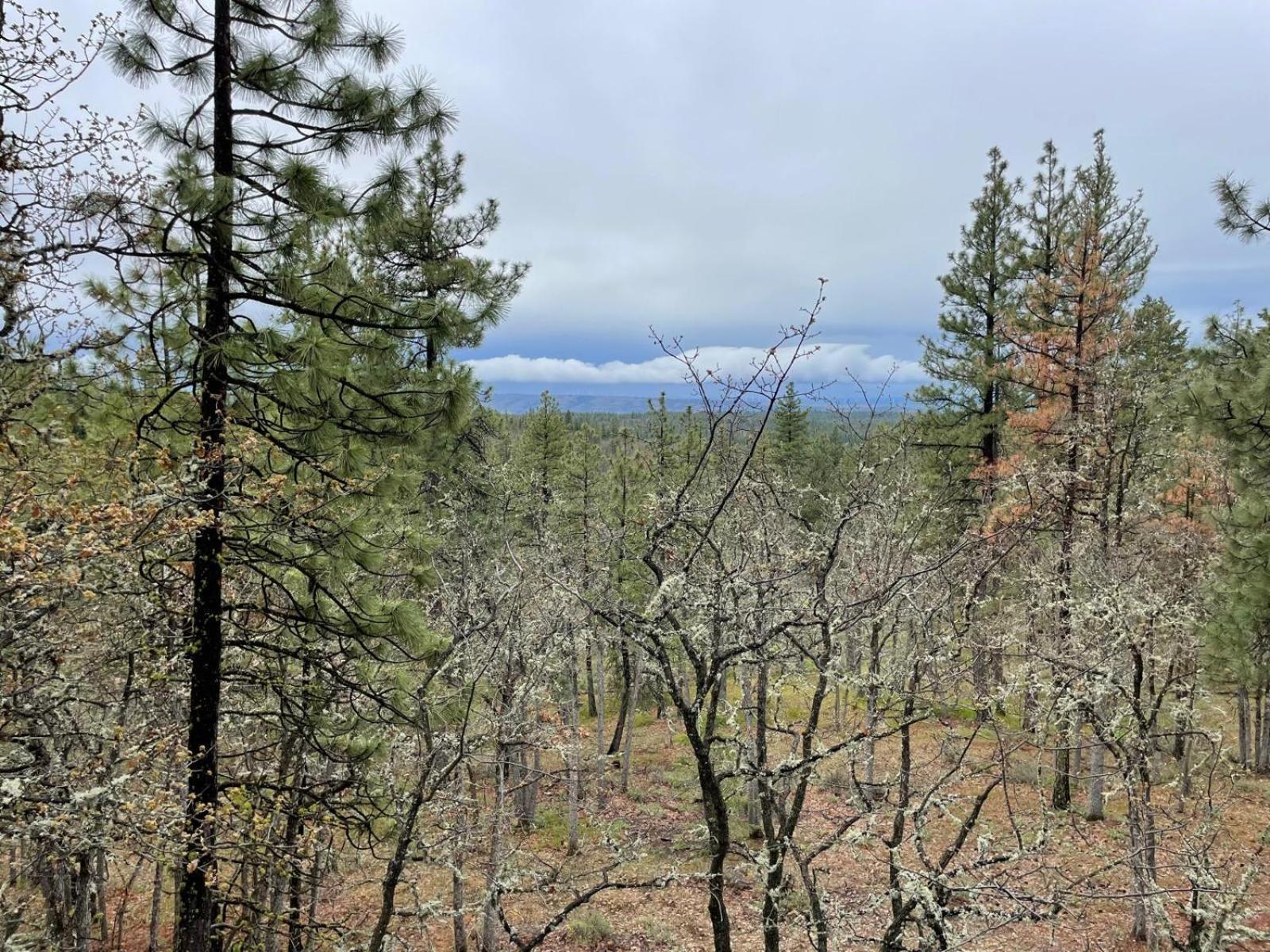 Treehouse Ranch Hotel Goldendale Buitenkant foto